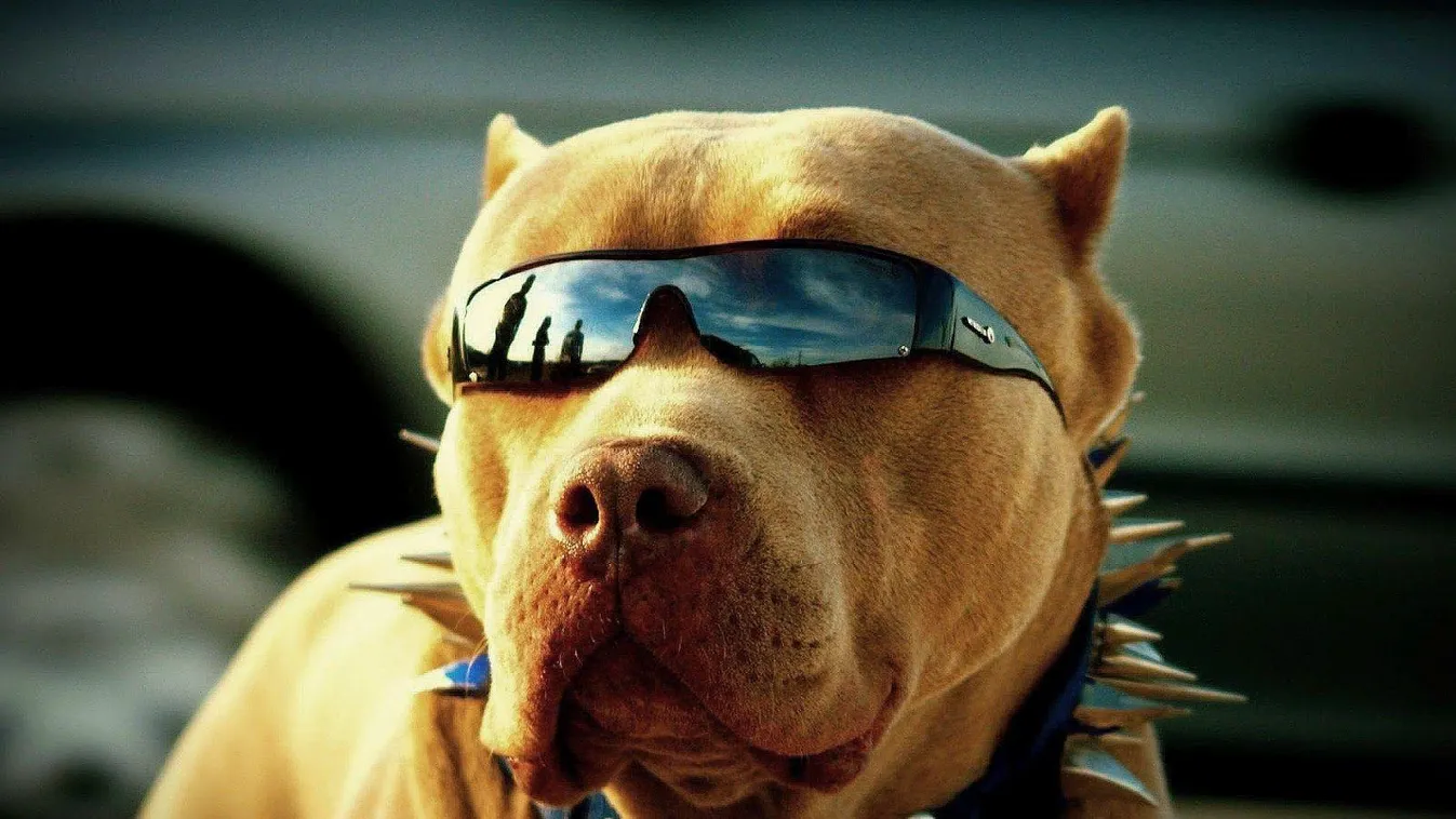 „A háború kutyái” – Így üzletel a Shell és az Erste Brüsszel háborús terveivel!