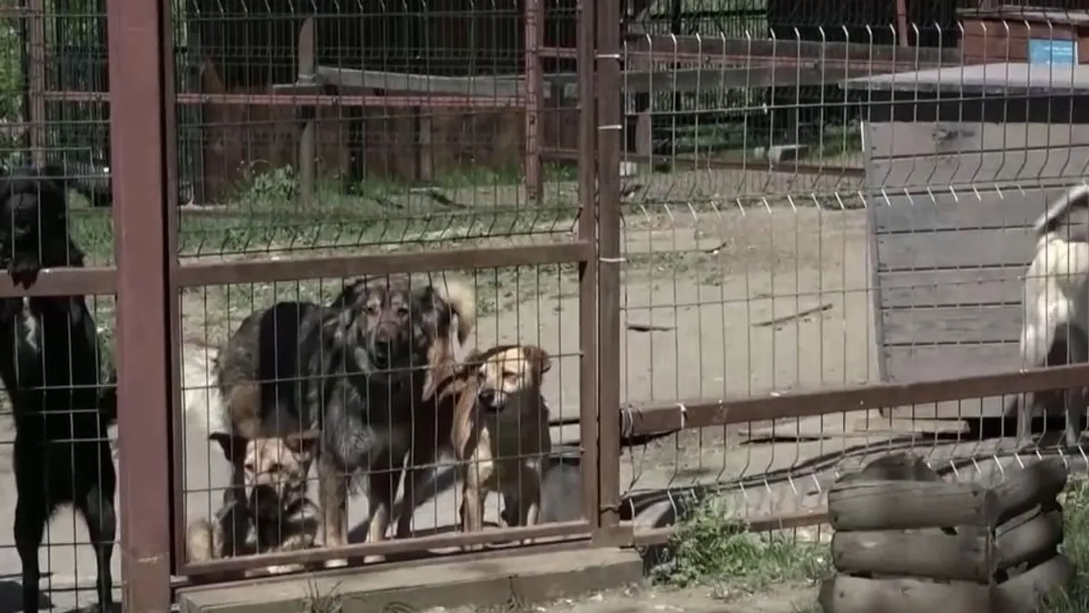 Ők a háború néma áldozatai