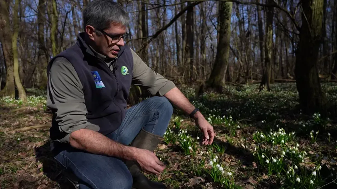 Elképesztő természeti jelenség a Fertő–Hanságban: fehérbe öltözött az egész erdő