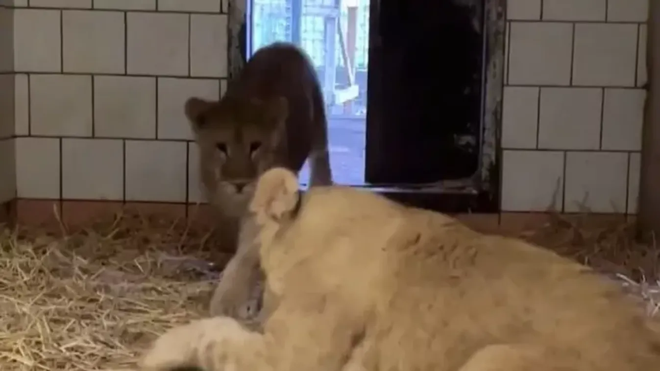 Elárvult oroszlánkölyköket hagyott volna sorsukra a nyíregyházi állatkert igazgatója