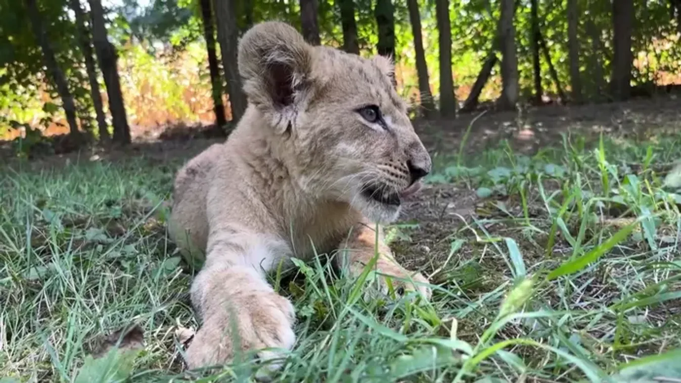 Gajdos László és a könnyebb út: a tiszás jelölt kijelentése borzolja a kedélyeket