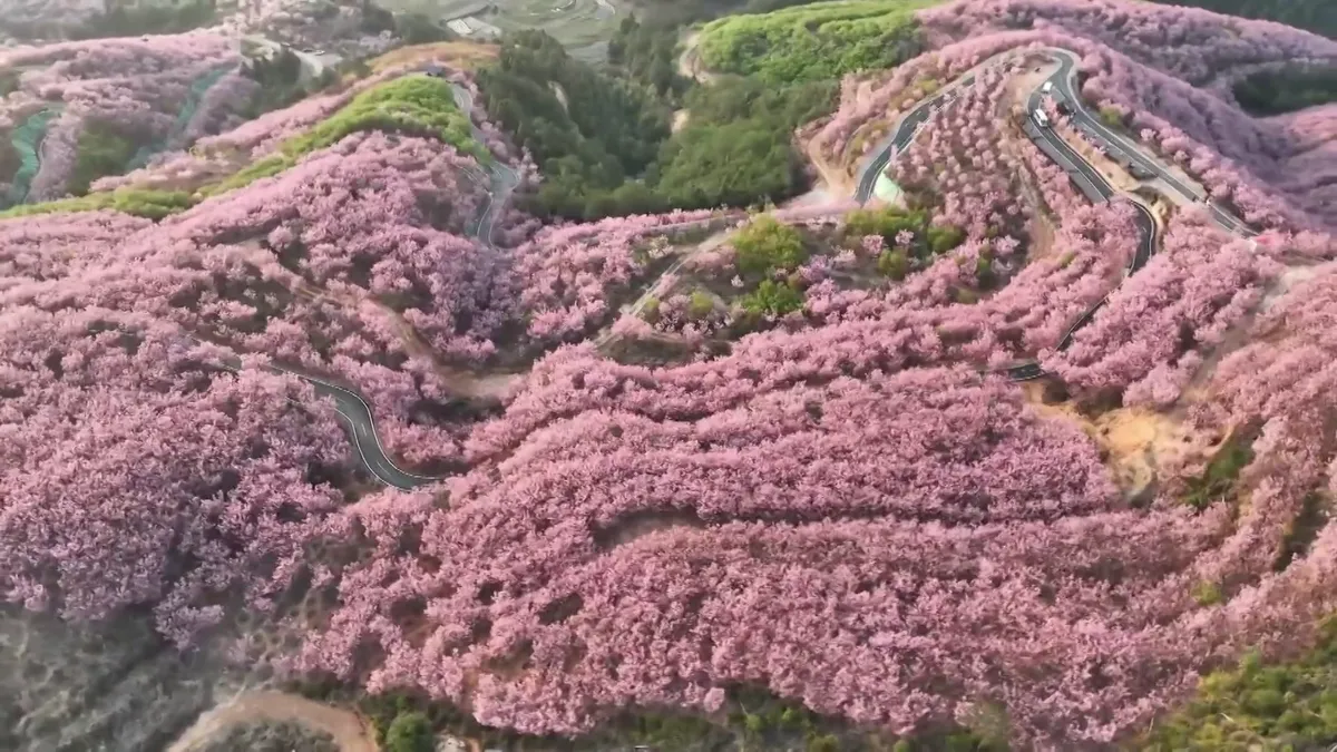 Tokió után Budapest is rózsaszínbe borul