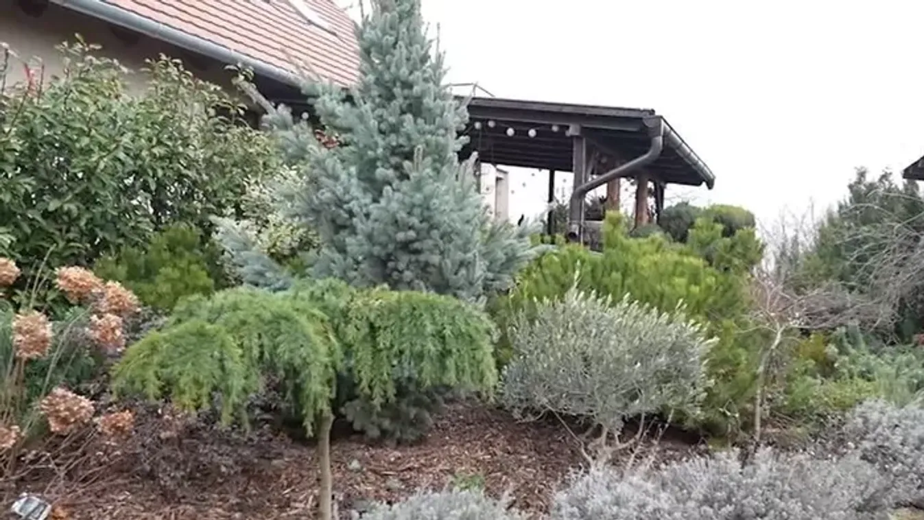 Diktál az ész, rendet tesz a kertész!