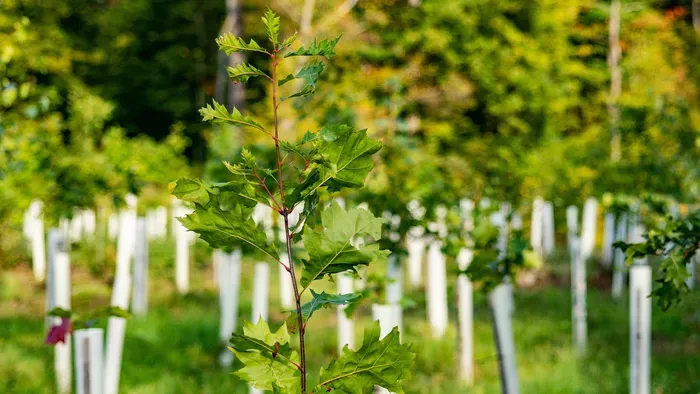 Olyan program indult, ami ellensúlyozza a papírfelhasználást