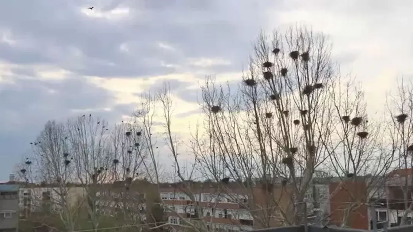 Bosszúságot okoznak sokaknak a vetési varjak