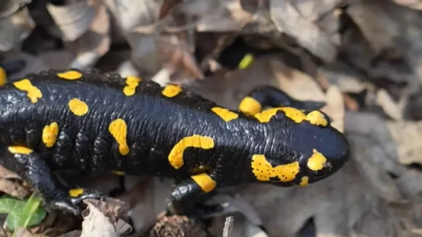 A szalamandrák nyomában