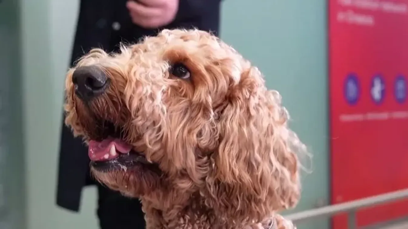 Több tucat háziállatot evakuáltak