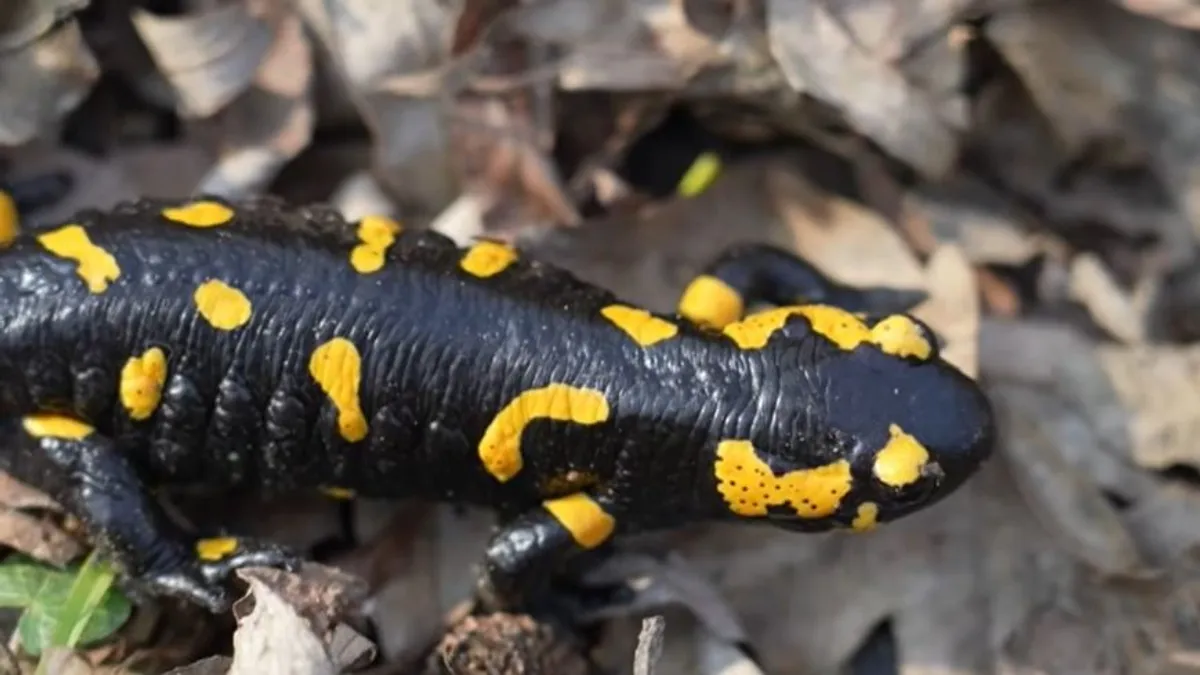 A szalamandrák nyomában