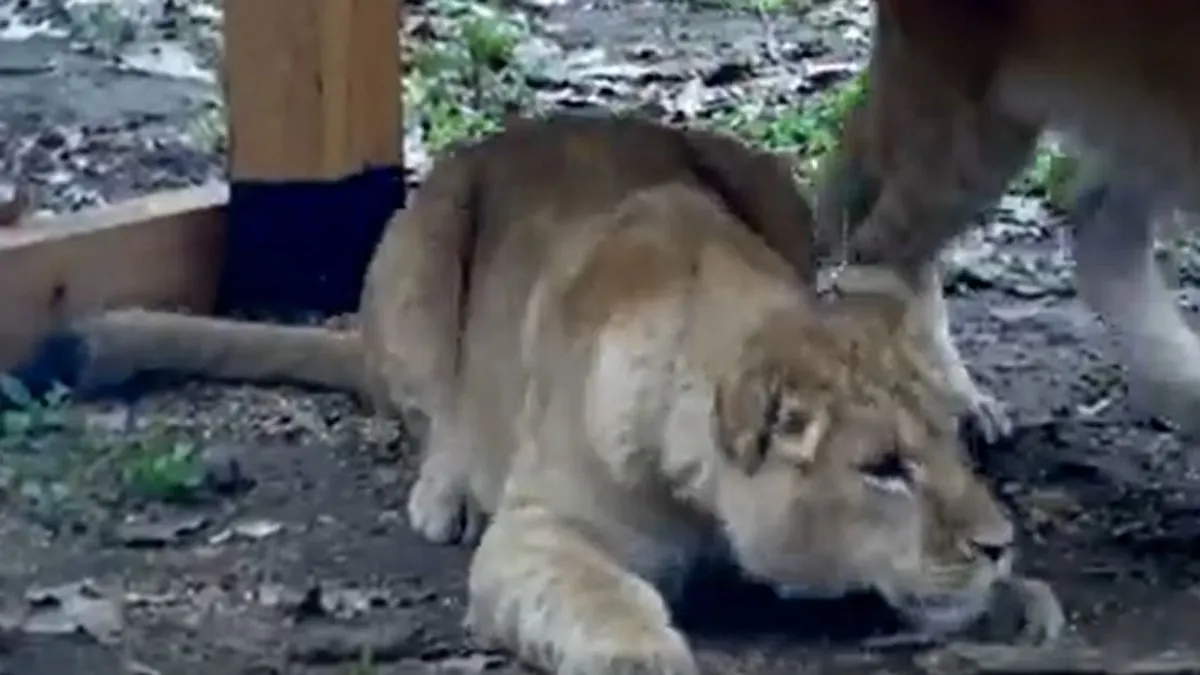 Célpont - "Gajdos: Miért nem hagyták megdögleni őket?"- Ennyit ér egy állat élete?