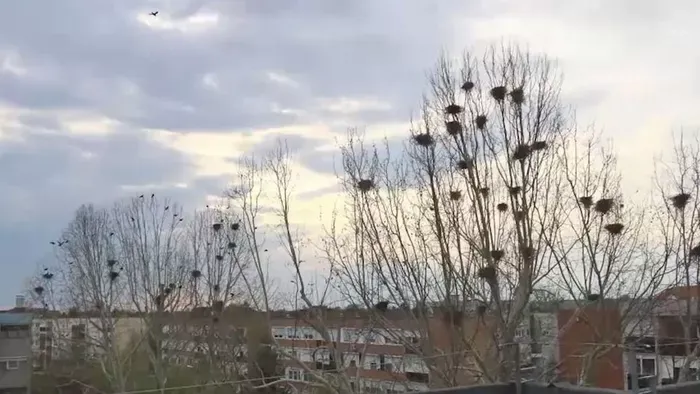 Bosszúságot okoznak sokaknak a vetési varjak