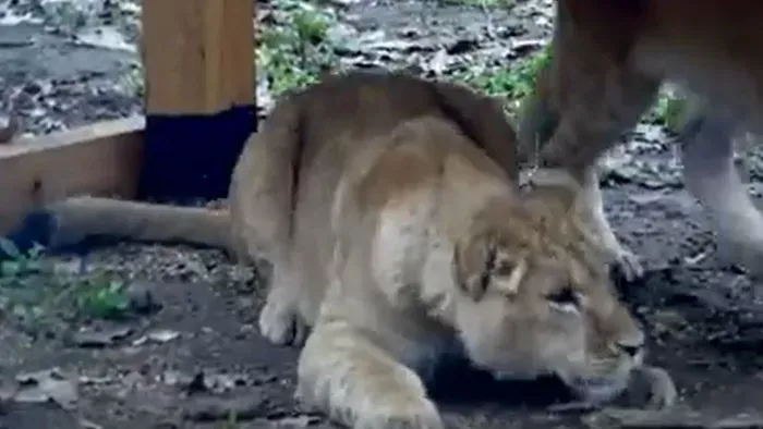 Célpont - "Gajdos: Miért nem hagyták megdögleni őket?"- Ennyit ér egy állat élete?