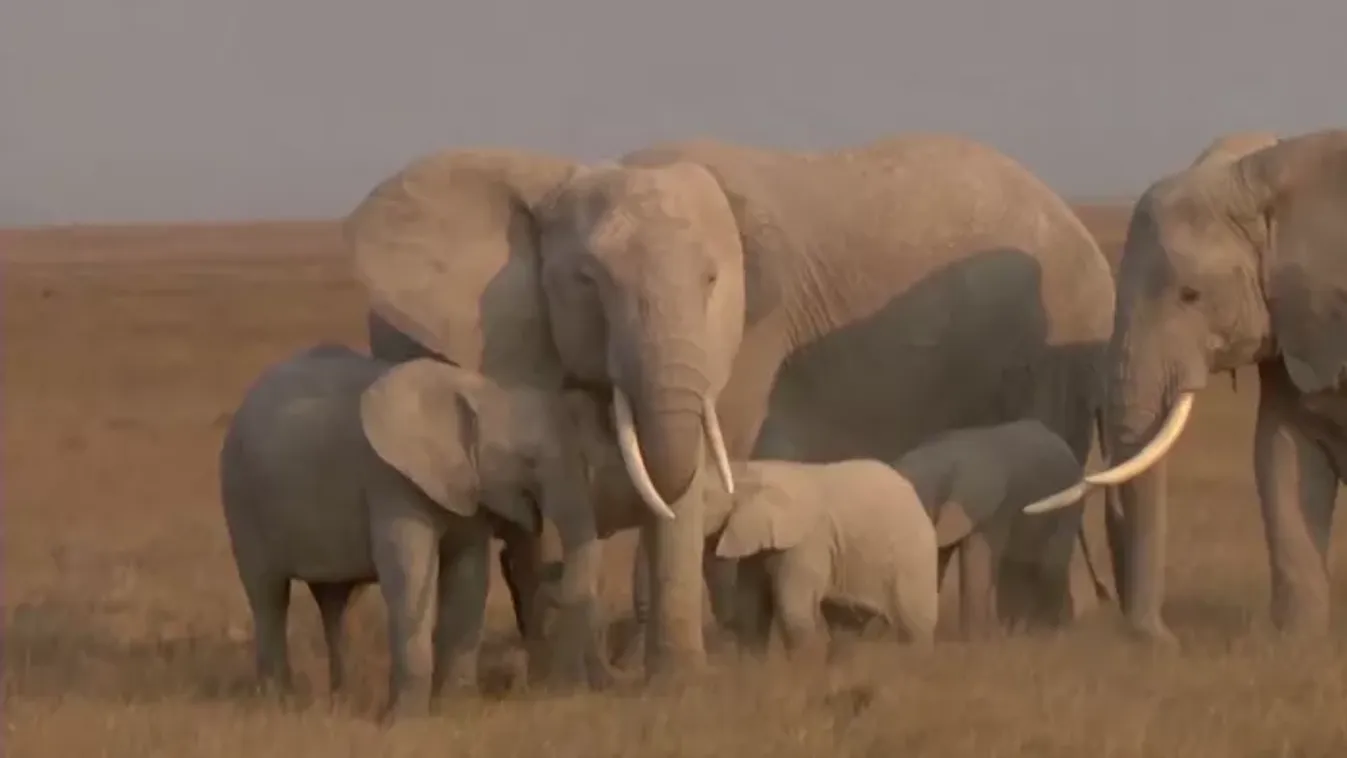 Drónok az elefántok ellen: innovatív válasz a növekvő konfliktusokra