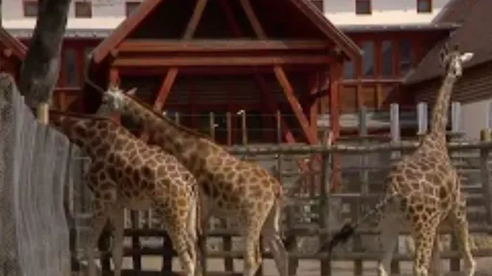 A bika megérkezett az állatkertbe