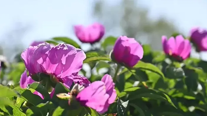 Megérkezett a tavasz a Mecsekbe is - e növény helyét titok övezi