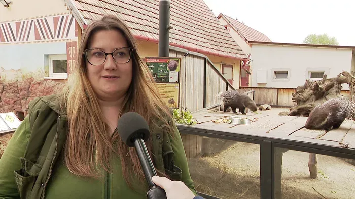 Sokan rettegnek tőle, most mégis simogathatod és etetheted a győri állatkertben