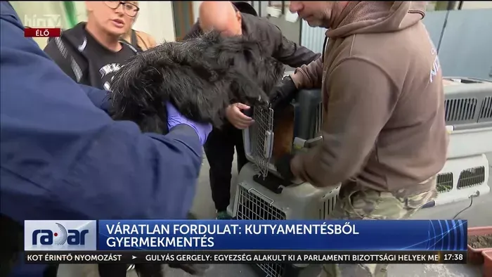 Tizenegy kutyát és egy elhanyagolt csecsemőt mentettek ki egy lakásból