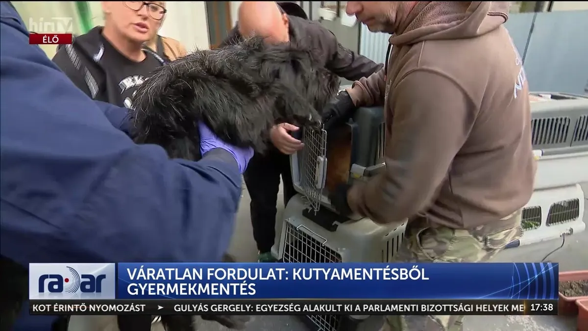 Tizenegy kutyát és egy elhanyagolt csecsemőt mentettek ki egy lakásból