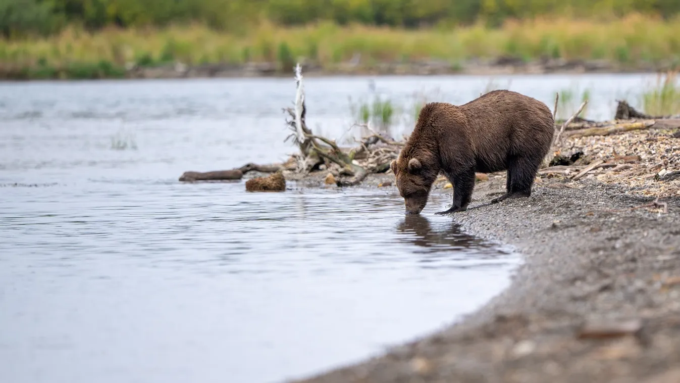 Medvét észleltek a Bogácsi-tónál: videóra vették a szomjas vadat