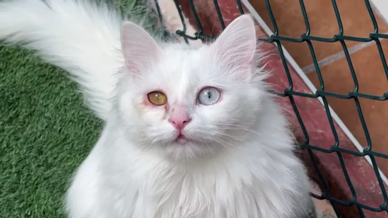 Egy különleges macskafajta túléléséért küzdenek Törökországban