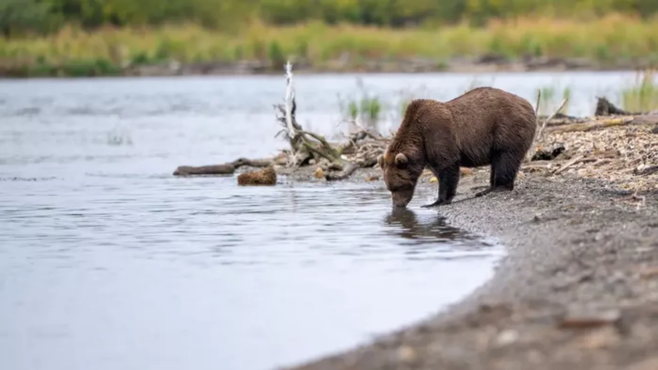 Medvét észleltek a Bogácsi-tónál: videóra vették a szomjas vadat