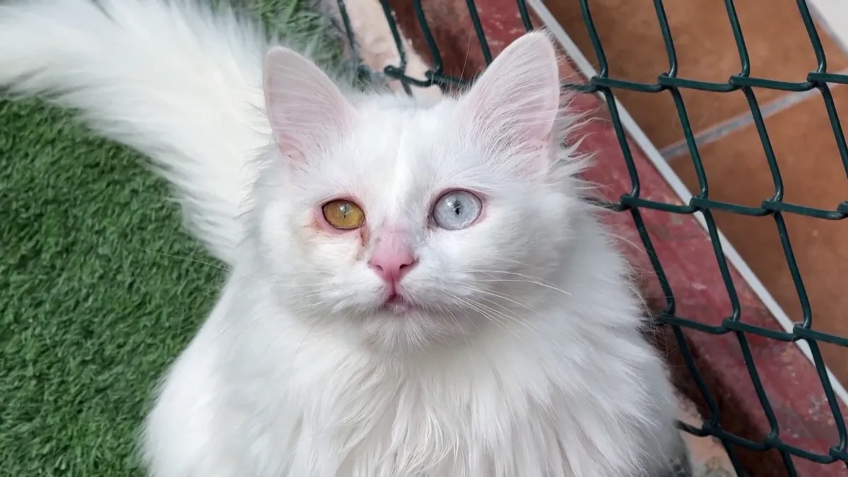 Egy különleges macskafajta túléléséért küzdenek Törökországban