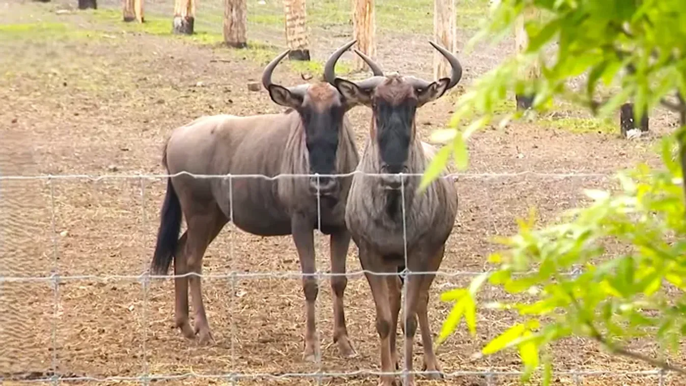 Gnúk a győri állatkertben