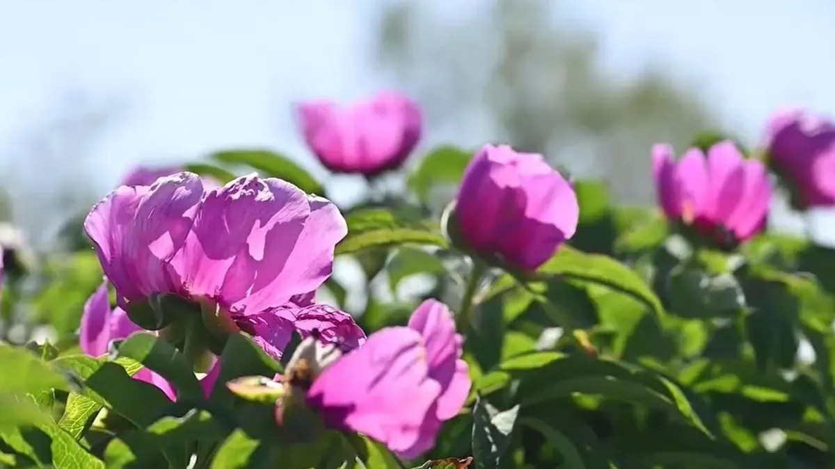 Megérkezett a tavasz a Mecsekbe is - e növény helyét titok övezi