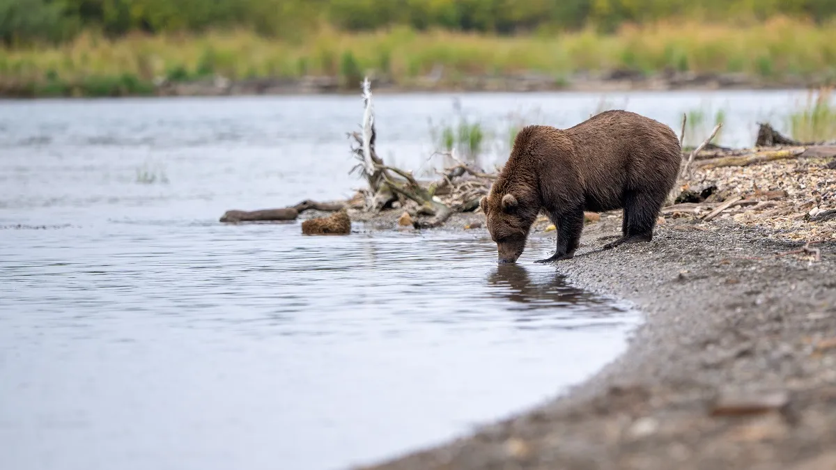 Medvét észleltek a Bogácsi-tónál: videóra vették a szomjas vadat