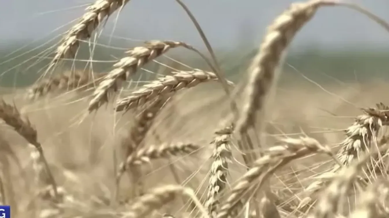 Megszűnt a magyar gazdákat védő importtilalom