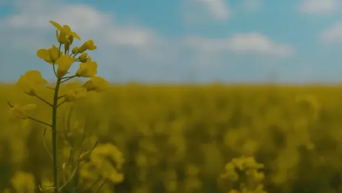 Tavaszi ébredés vagy ugrásra kész immunrendszer? Így szelídíthetjük meg az allergiát