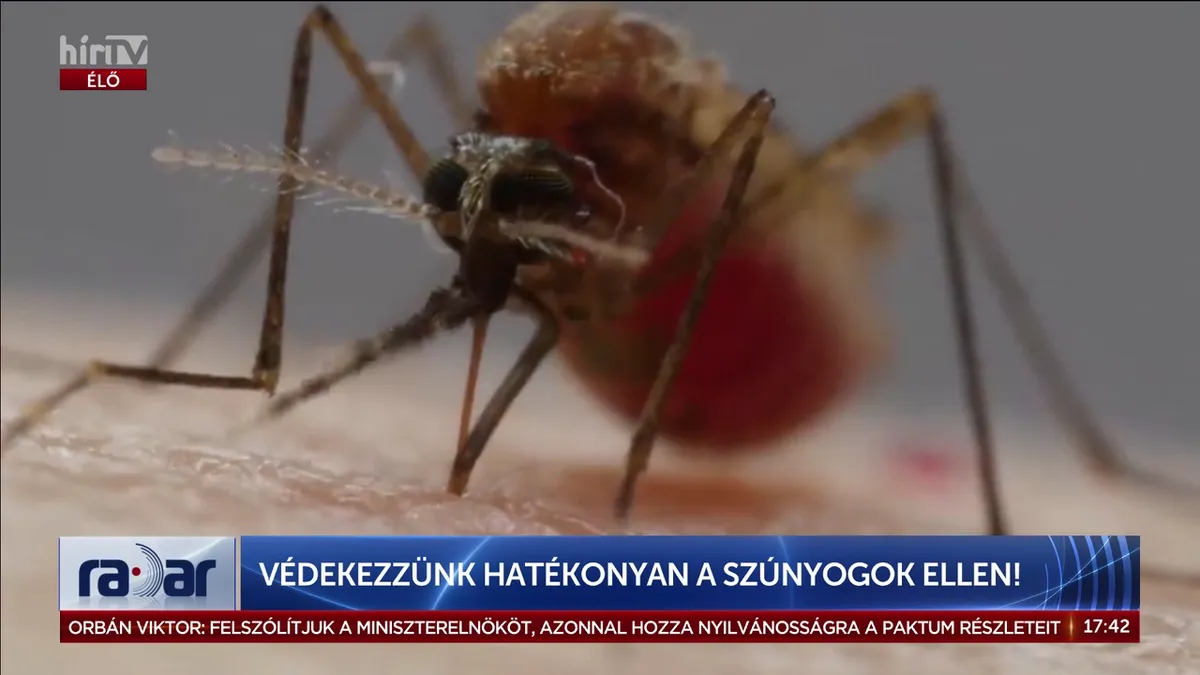 Hiába az irtás, jönnek a trópusi tigrisszúnyogok?