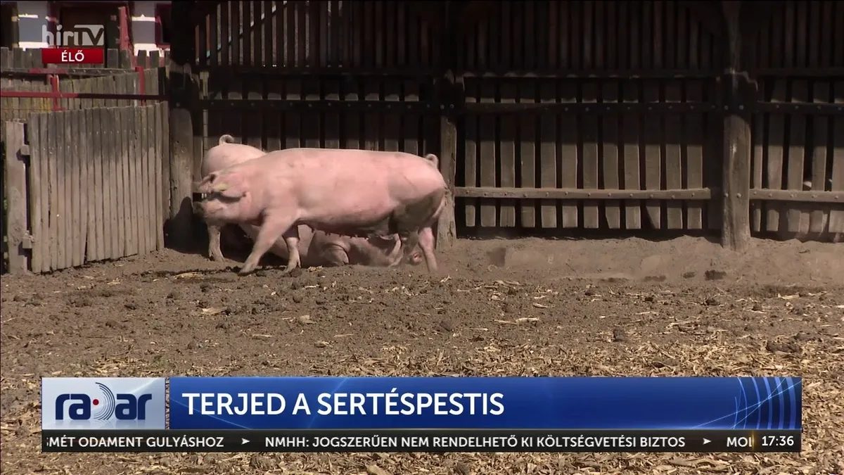 Áttört a sertéspestis vírusa