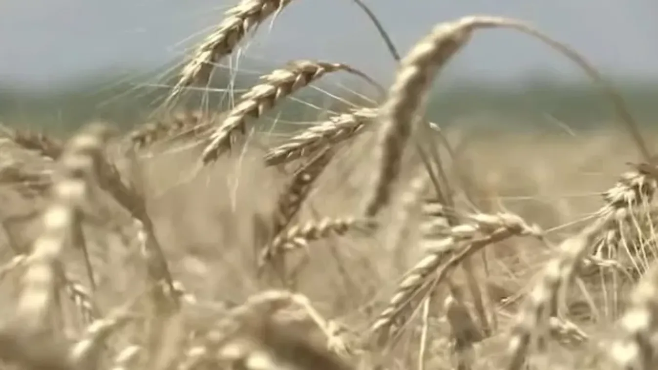Súlyos csapás a gazdáknak: igaz átmenetileg, de életbe lépett a Mercosur-megállapodás