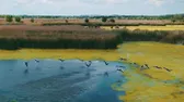 Kritikus szinten a Velencei-tó vízszintje