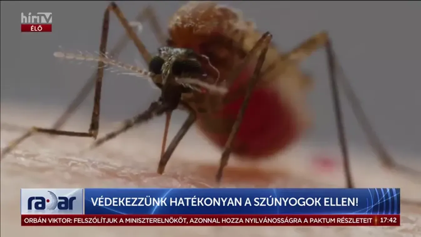 Hiába az irtás, jönnek a trópusi tigrisszúnyogok?