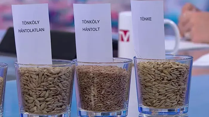 Így alakultak ki a mai gabonafajták