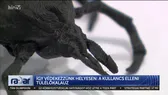 Kézzel barkácsolt fertőzés: miért tilos körömmel hozzányúlni a kullancshoz?
