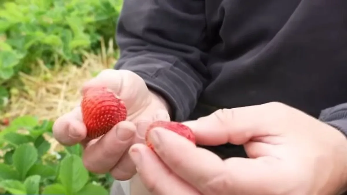 Megjelent a piacokon és a kertekben az első hazai eper