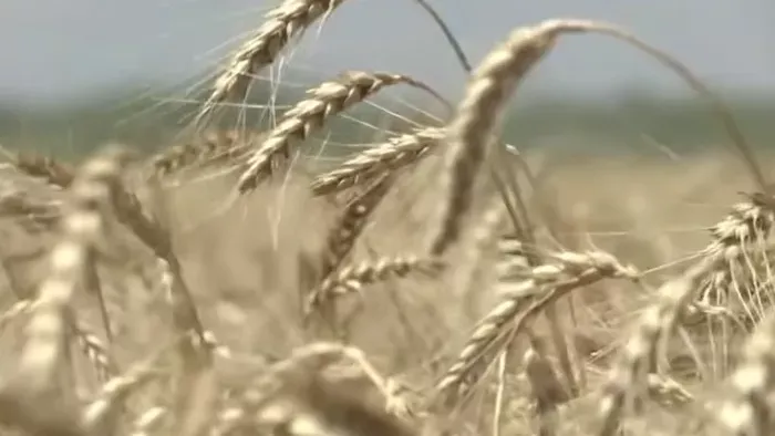 A rekordközeli készletek sem nyugtatják meg a piacot