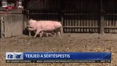 Áttört a sertéspestis vírusa