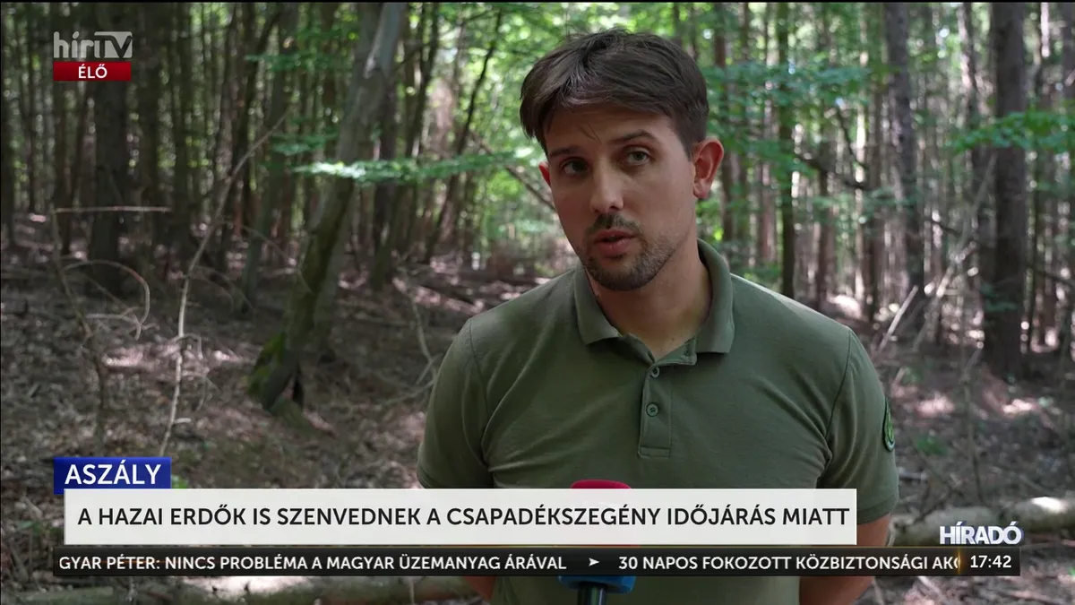 Ősz a nyár közepén: brutális aszály és kártevők pusztítják a hazai fákat