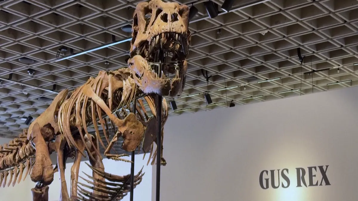 Nem mindennapi árverés: T. rex csontváz kerül kalapács alá New Yorkban