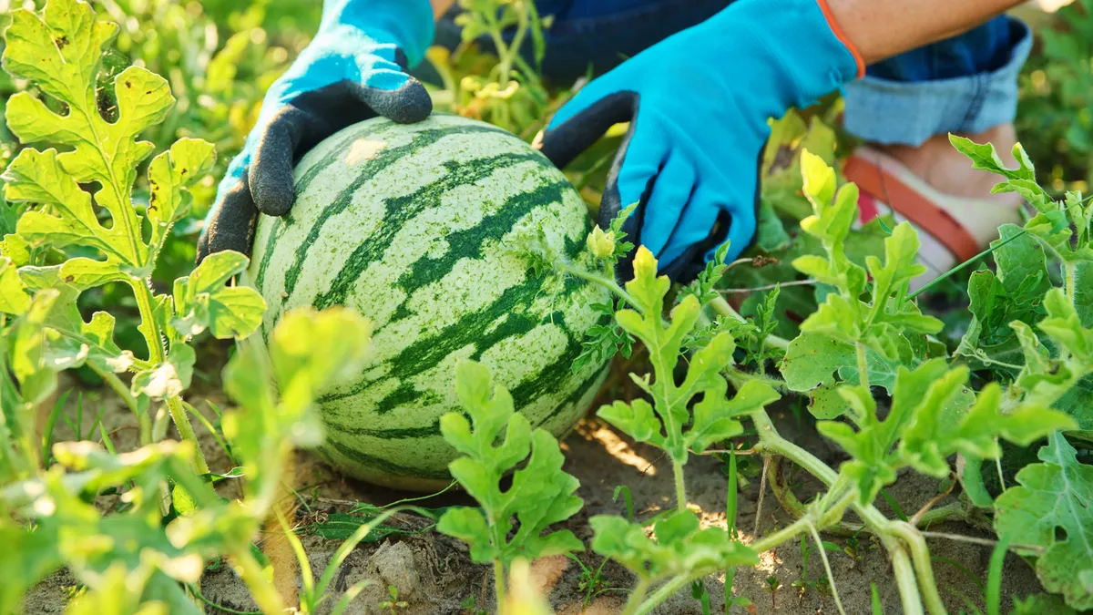 Javában tart a hazai dinnyeszezon