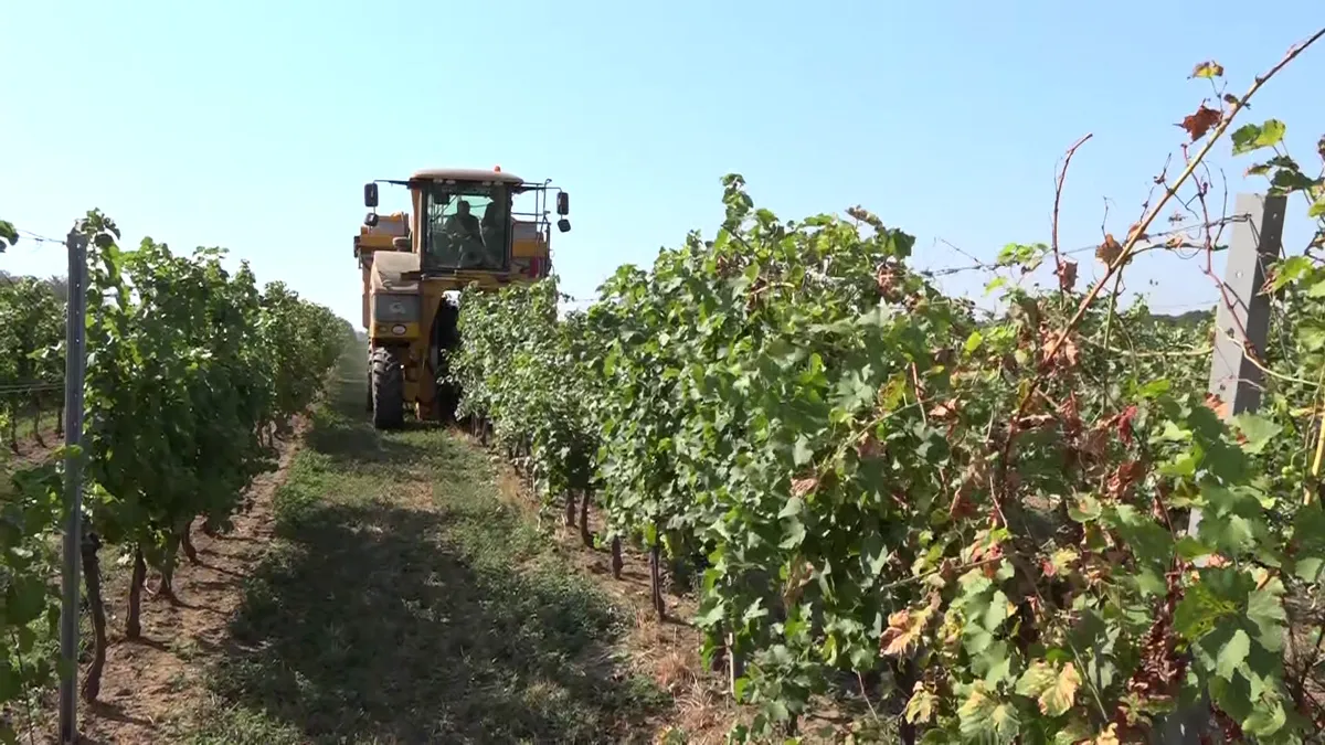 Így érinti a dízeldrágulás a hazai agráriumot és a szüretet