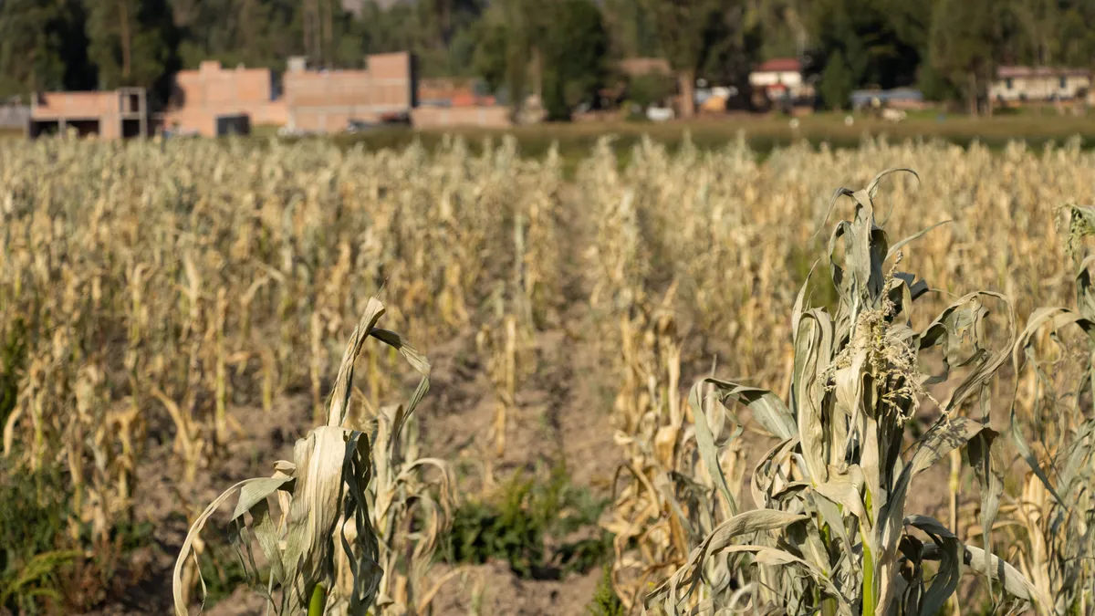A klímaváltozás átírja a mezőgazdaságot – Alkalmazkodásra kényszerül a magyar agrárium