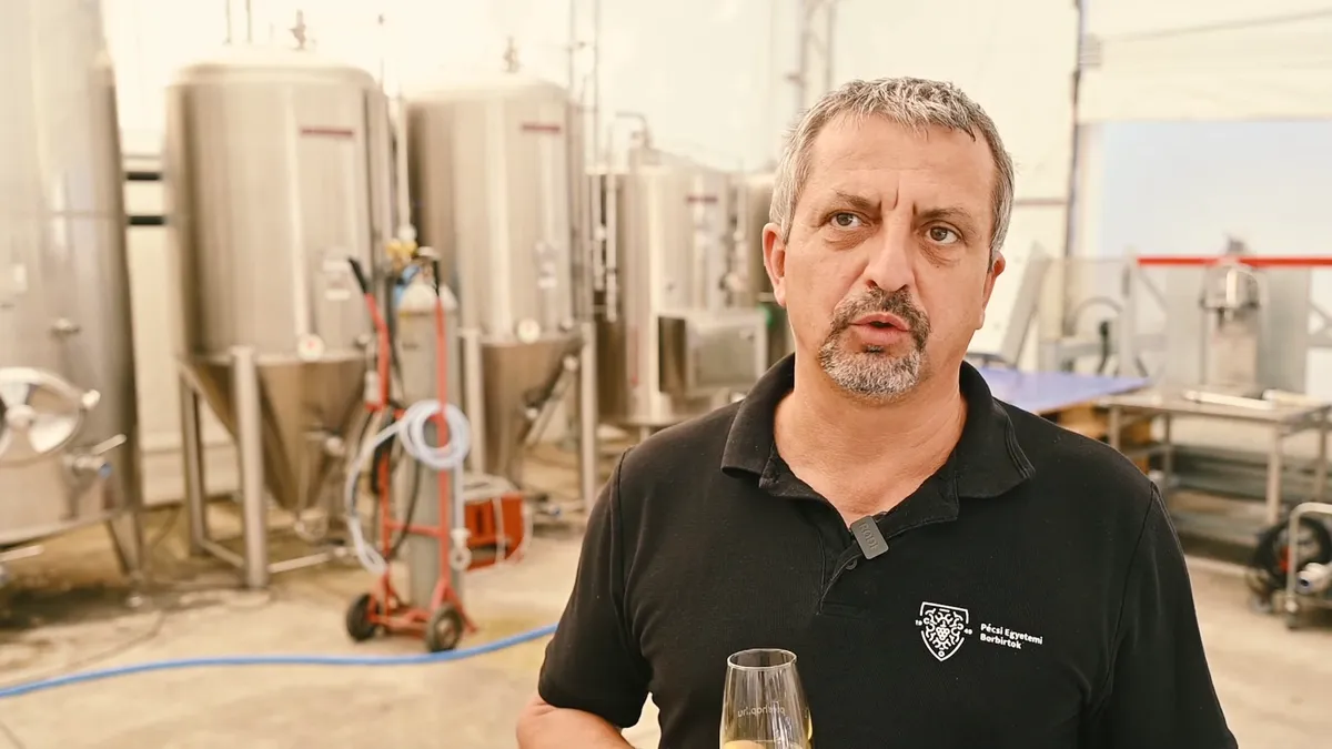 Sietve érik a szőlő: már megkezdődött a szüret