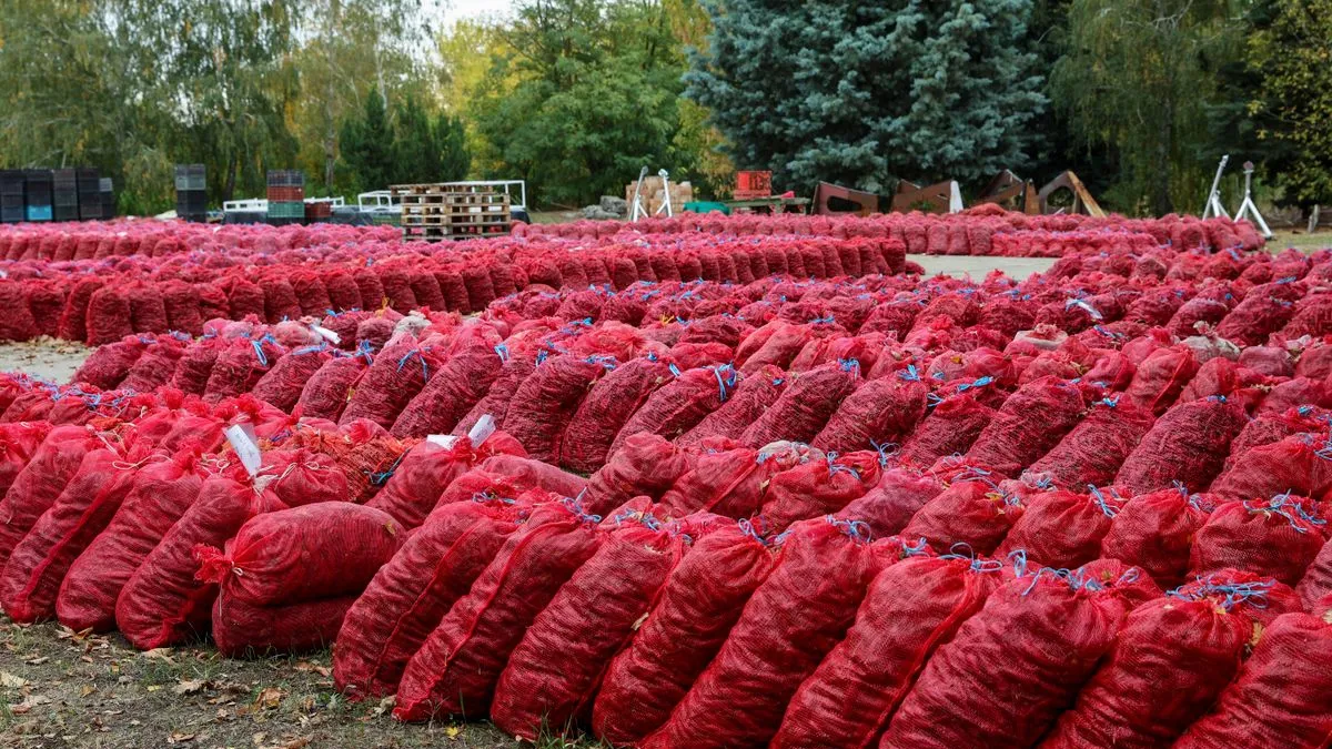 Gyönyörű lett a szegedi paprika, mégis veszély fenyegeti a termelőket